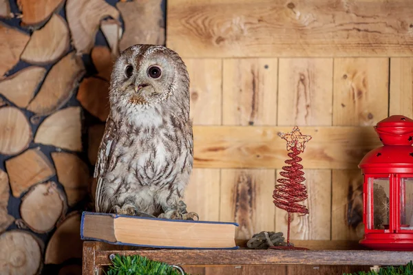 Tawny or Brown Owl, Strix aluco, — Stock Photo, Image