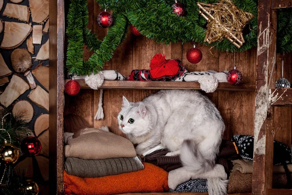 Ziemlich graue Katze, Feiertage, Weihnachten, Neujahr — Stockfoto