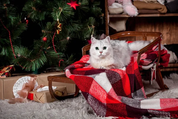 Söt grå katt, helgdagar, julen, nyår — Stockfoto