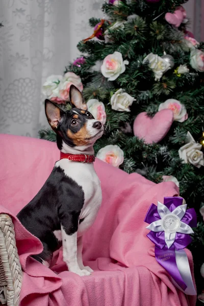 Bonito cãozinho basenji. Férias. Natal. . — Fotografia de Stock