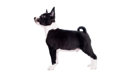 Beyaz izole alçaklık köpek yavrusu