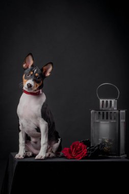 Alçaklık köpek yavrusu, siyah bir zemin üzerine 3 ay