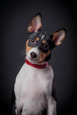 Alçaklık köpek yavrusu, siyah bir zemin üzerine 3 ay