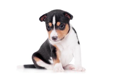 Alçaklık köpek yavrusu, beyaz bir arka plan üzerinde izole