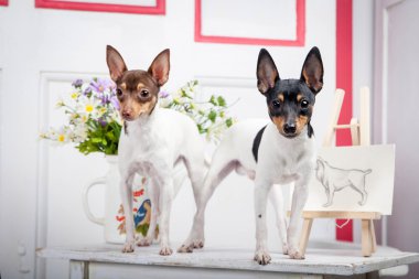 Two toy fox terrier clipart