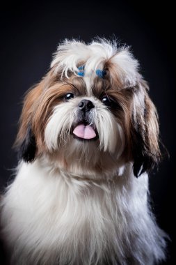 Shih Tzu köpek siyah bir zemin üzerine