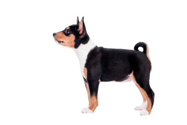 Basenji puppy isolated on white — Stock Photo, Image