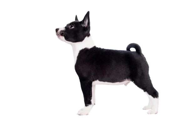 Basenji puppy isolated on white — Stock Photo, Image