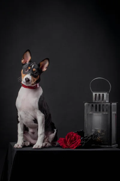 Basenji puppy, 3 month on a black background — Stock Photo, Image