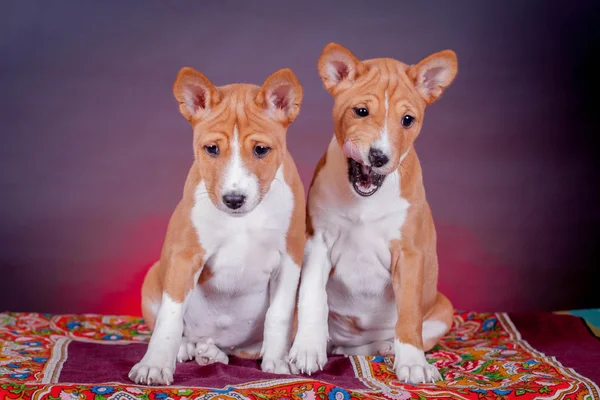 Två Basenji valpar på rött — Stockfoto