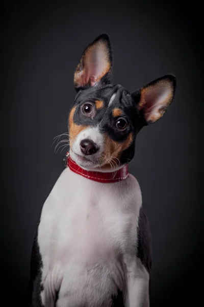 Basenji puppy, 3 month on a black background — Stock Photo, Image