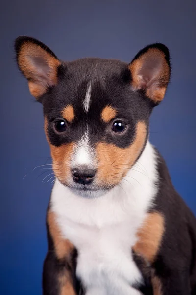 Mavi bir arka plan üzerinde alçaklık köpek yavrusu — Stok fotoğraf