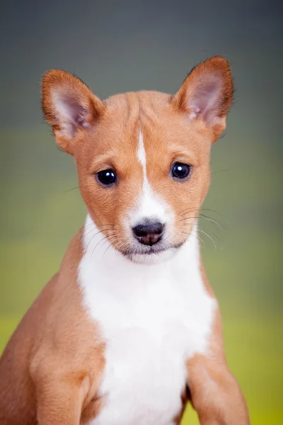 黄色の背景にバセンジーの子犬 — ストック写真