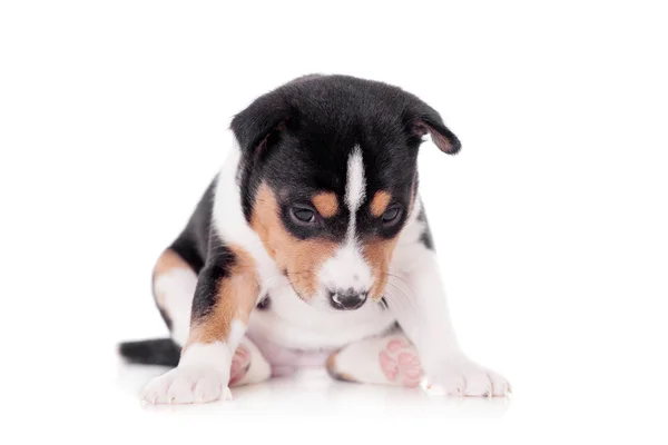 Basenji puppy, isolated on a white background — Stock Photo, Image