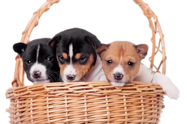 Tres cachorros Basenji, aislados en blanco — Foto de Stock