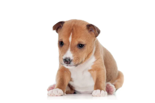 Basenji valp, isolerad på en vit bakgrund — Stockfoto