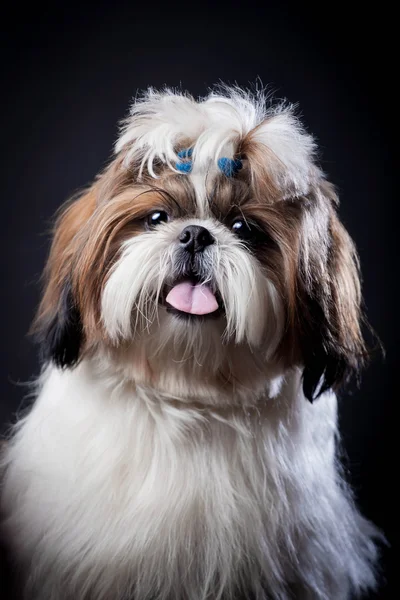 Shih Tzu hund på en svart bakgrund — Stockfoto