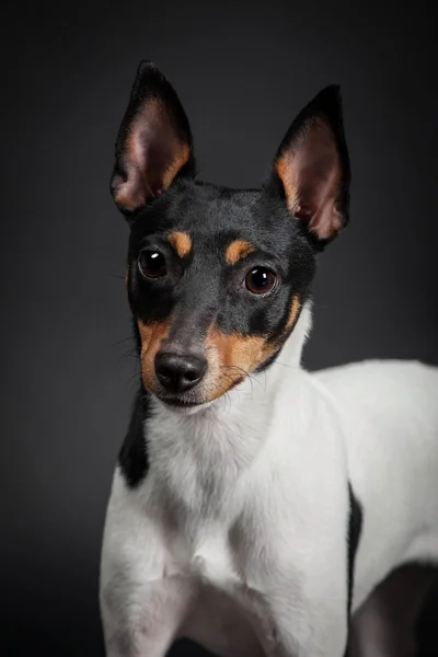 Juguete fox terrier — Foto de Stock