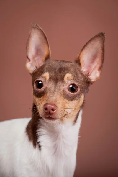 Toy foxterrier på brown — Stockfoto