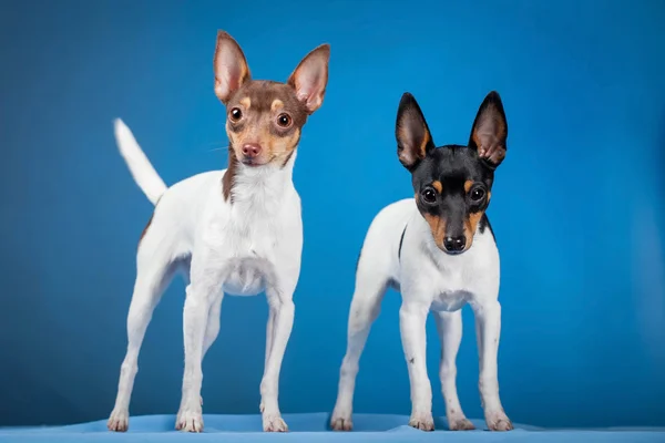 Due fox terrier giocattolo — Foto Stock