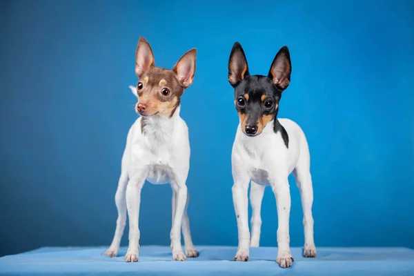 Dos zorros terriers de juguete — Foto de Stock