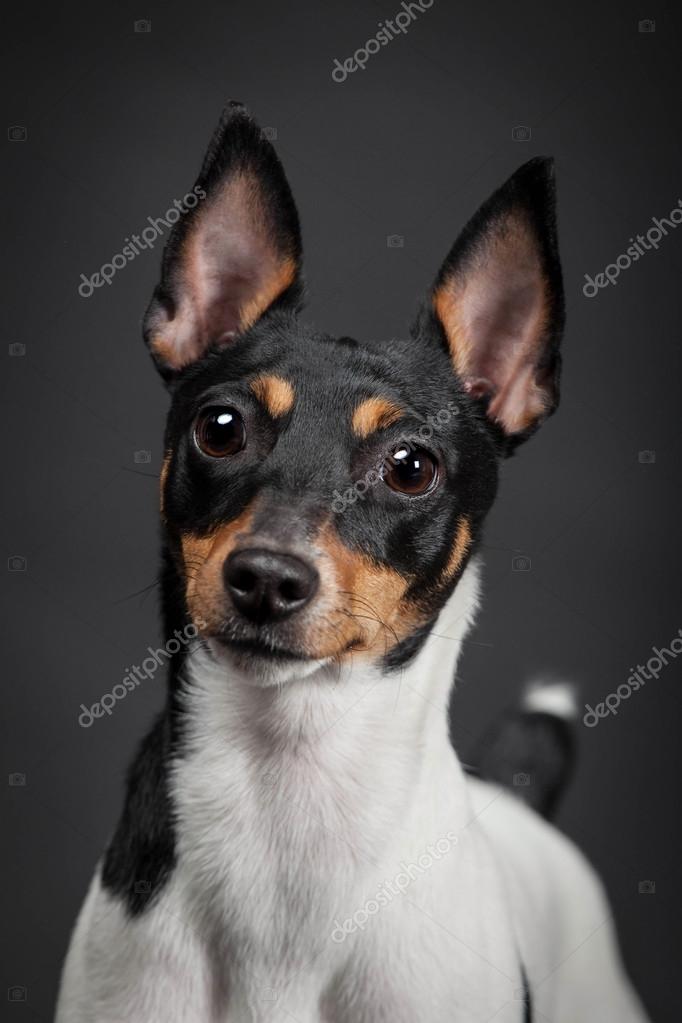 Terrier fox toy fotos de stock, imágenes de Terrier fox sin royalties | Depositphotos