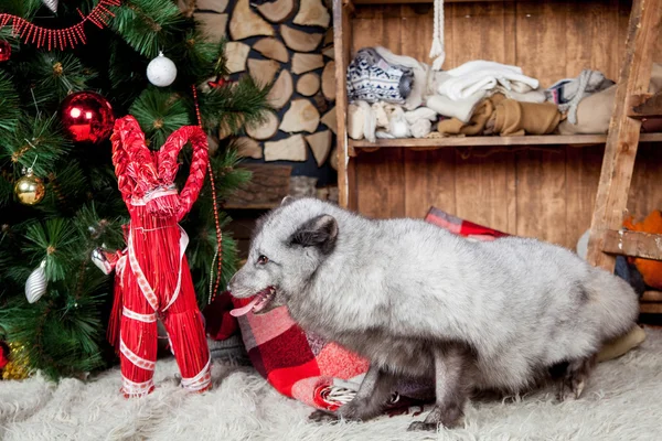 Polar or arctic fox, holidays, christmas, new year — Stock Photo, Image