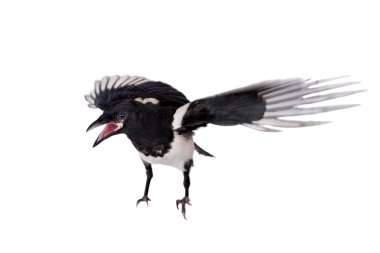 Ortak Magpie beyaz izole
