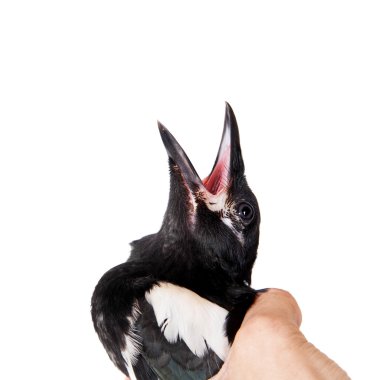 Ortak Magpie beyaz izole