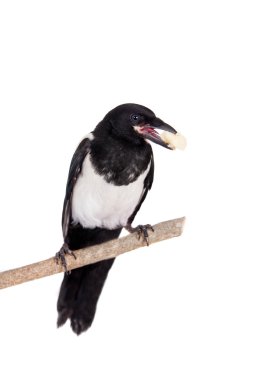Ortak Magpie beyaz izole