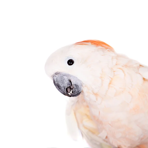 De zalm-crested cockatoo op wit — Stockfoto