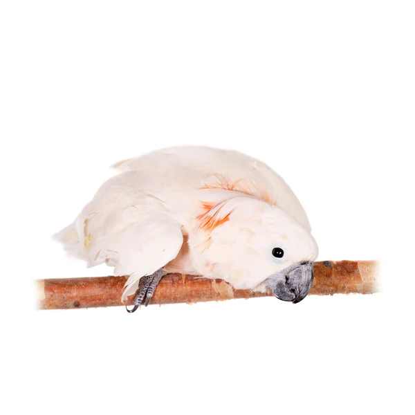 三文鱼凤头鹦鹉在白色 — 图库照片