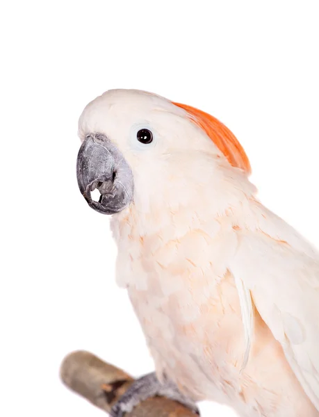 The salmon-crested cockatoo on white — Stock Photo, Image