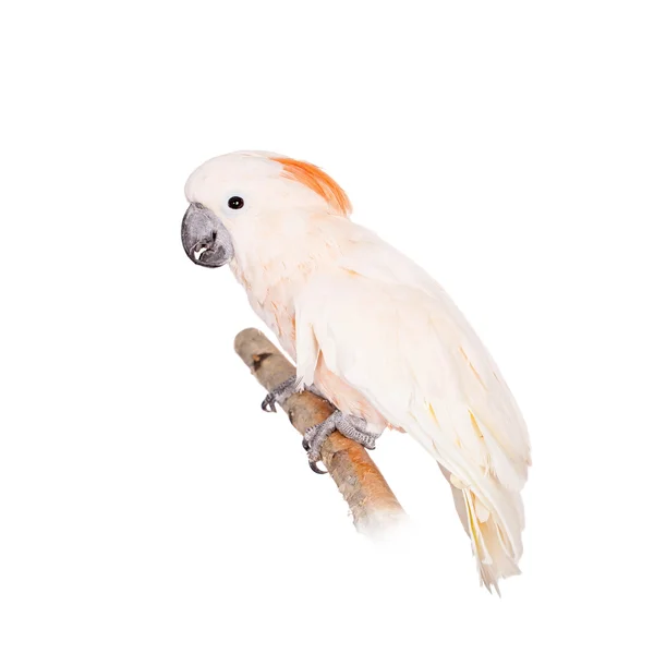 De zalm-crested cockatoo op wit — Stockfoto