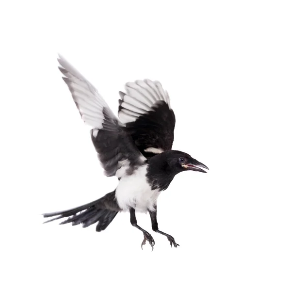 Magpie comum isolado no branco — Fotografia de Stock