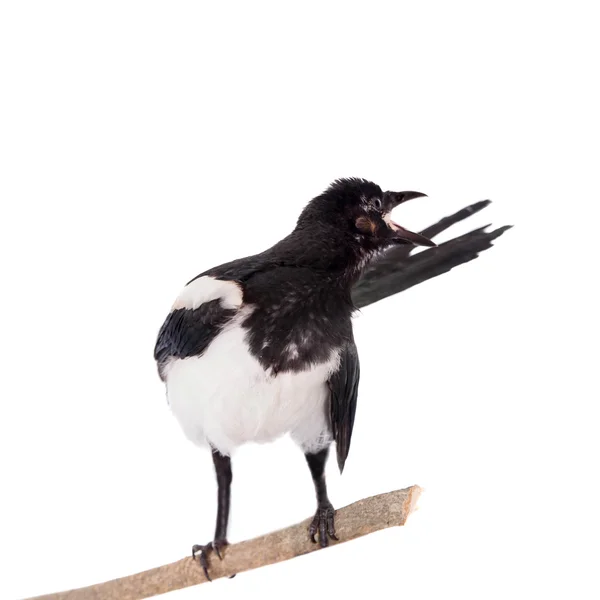 Magpie comum isolado no branco — Fotografia de Stock