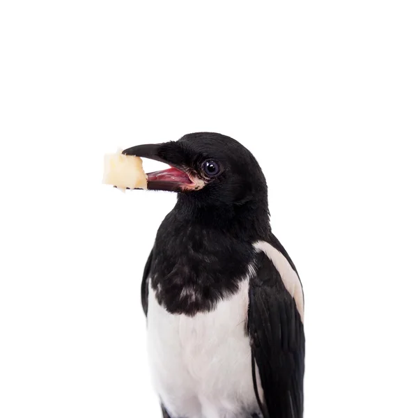 Magpie comum isolado no branco — Fotografia de Stock