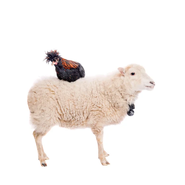 Black rooster on white — Stock Photo, Image