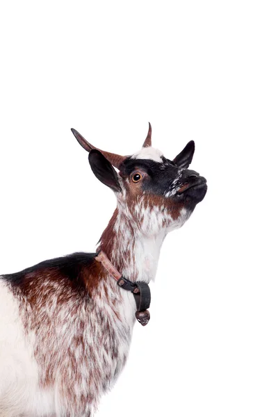 Dwarf goat on the white — Stock Photo, Image