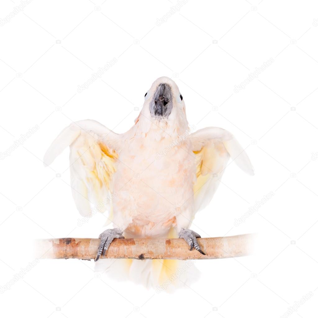 The salmon-crested cockatoo on white