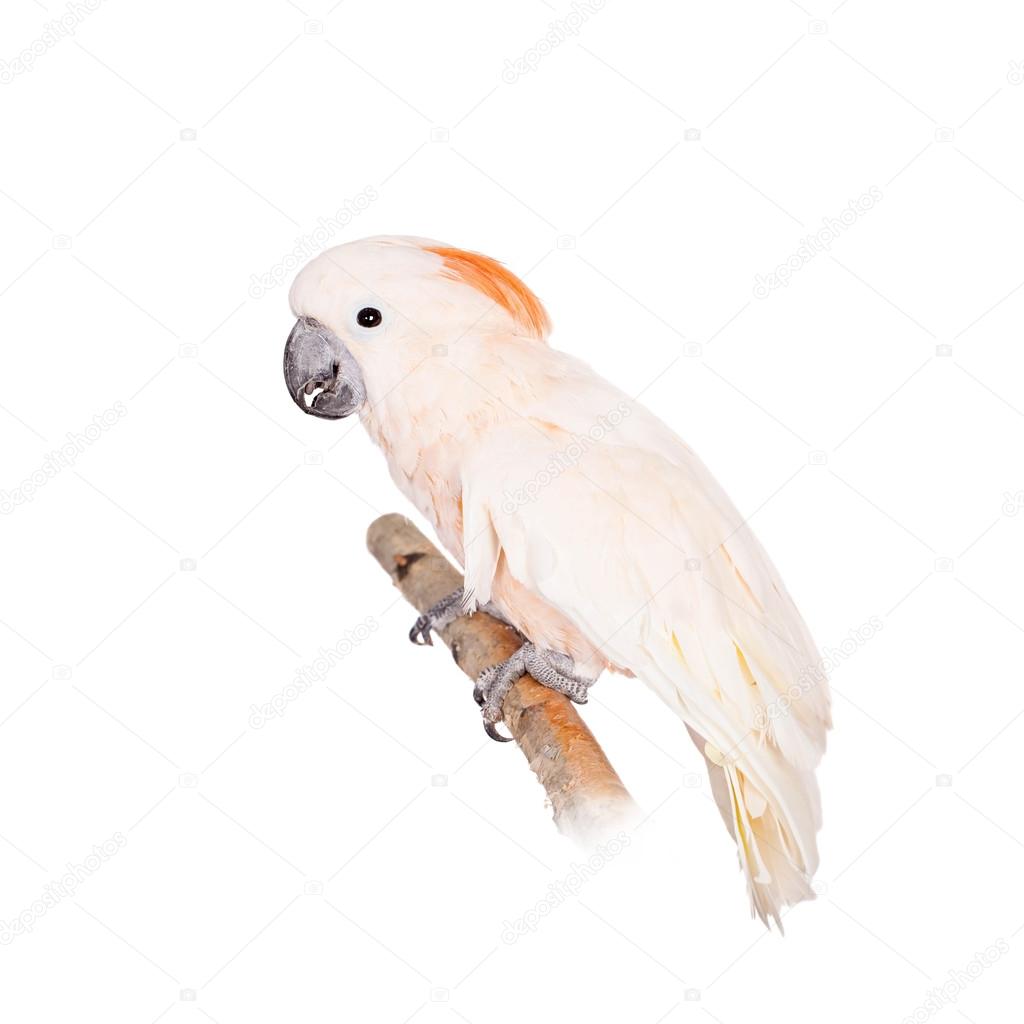 The salmon-crested cockatoo on white