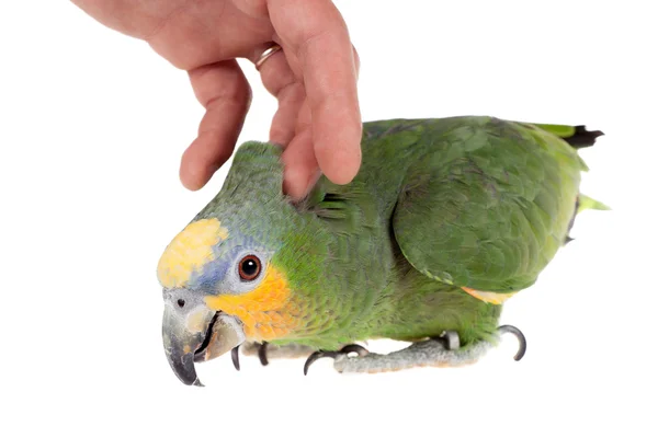 Orange-winged amazon on white background — Stock Photo, Image