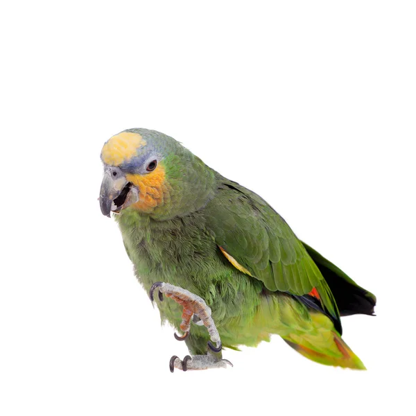 Orange-winged amazon on white background — Stock Photo, Image