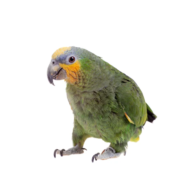 Orange-winged amazon on white background — Stock Photo, Image