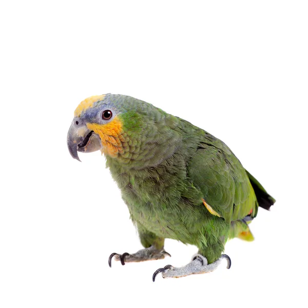 Orange-winged amazon on white background — Stock Photo, Image