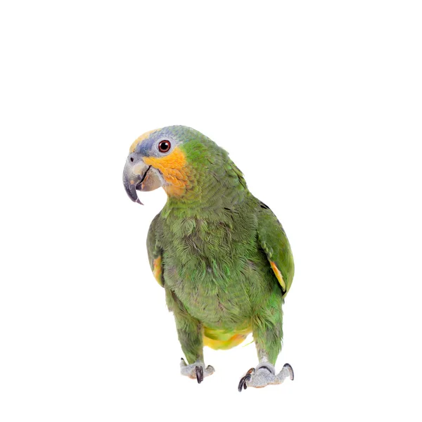 Orange-winged amazon on white background — Stock Photo, Image