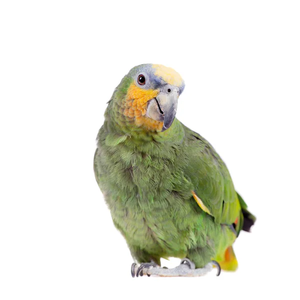 Orange-winged amazon on white background — Stock Photo, Image