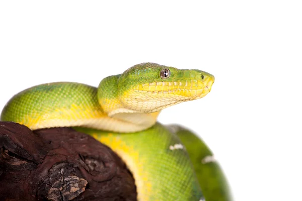 Emerald tree boa isolerad på vit bakgrund — Stockfoto