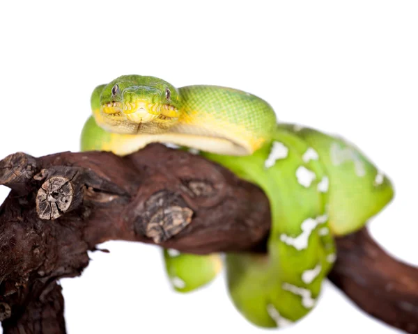 Emerald tree boa isolerad på vit bakgrund — Stockfoto