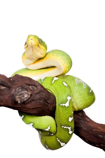 Smaragdový psohlavý izolovaných na bílém pozadí — Stock fotografie